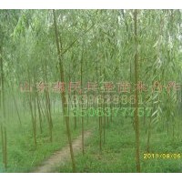 供應3-5垂柳 8-15旱柳 2-5竹柳