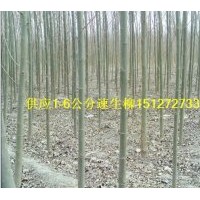 供應(yīng)速生柳 速生柳種條
