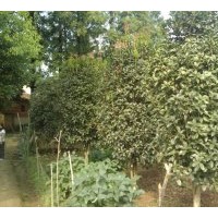 自家種植桂花樹(shù)約30幾棵，哪位客戶幫我?guī)У?/></a>
<div><a href=