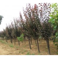 供應(yīng)250棵紫葉李和2000棵從生木槿