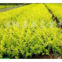 低價供應(yīng)：紅葉小檗.金葉女貞.小葉女貞.火棘.灑金柏.龍柏.