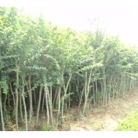 2011全新優(yōu)質(zhì)大葉女貞，高桿女貞，大葉女貞價(jià)格，大葉女貞樹(shù)苗