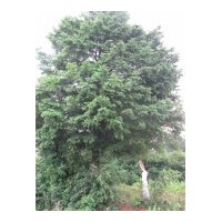 出售直徑70公分以上羅漢松