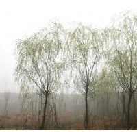 供應(yīng)優(yōu)質(zhì)青皮垂柳1-20公分