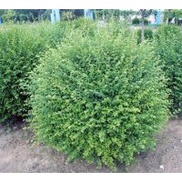 供應(yīng)小葉女貞球 小葉女貞苗