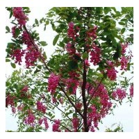 供應側柏 白皮松 油松 華山松 冬青 紫穗槐 香花槐 國槐 花椒苗