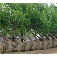 誠(chéng)信銀杏苗木基地常年供應(yīng)5---60公分銀杏實(shí)生樹(shù)，銀杏嫁接樹(shù)。