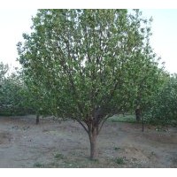 八棱海棠樹-金秋熱銷中