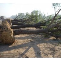 供應(yīng)大小各種規(guī)格國(guó)槐，白蠟，法桐，北京欒，黃山欒，合歡，大葉