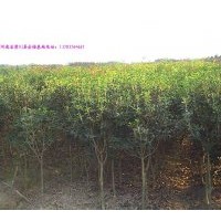 河南八月桂花價格,河南廣玉蘭價格,河南白玉蘭價格