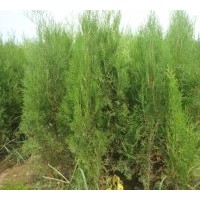 供應(yīng)2米以上側(cè)柏土球苗