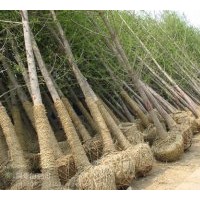 常年供應銀杏樹