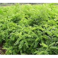 供應(yīng)花椒苗，刺槐苗，國(guó)槐苗，紫穗槐苗