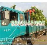 張家港--法國冬青種植基地