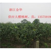 供應(yīng)櫻桃樹、櫻桃苗