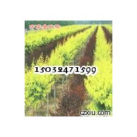 供應(yīng)河北速生柳 河北金葉榆基地