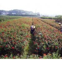 江蘇月季基地直銷豐花月季、紅帽月季、品種月季，品種齊全
