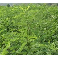 供應(yīng)刺槐小苗 3-20公分刺槐樹,刺槐小苗價格,刺槐樹價格,刺槐基地