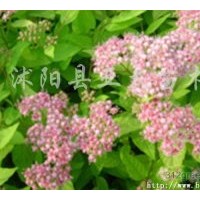 供應(yīng)：五彩月季、微型月季、豐花月季、大花月季、精品月季