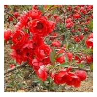 供應(yīng)日本海棠