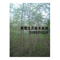 供應(yīng)1-6公分椿樹