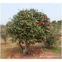 出售茶花 已嫁接10年