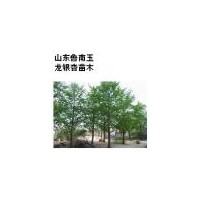 急于出售一批銀杏苗木