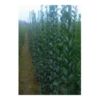 供應(yīng)北海道黃楊 地被石竹、雞冠花、百日草、垂吊牽牛、金盞菊