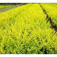 供應(yīng)金葉女貞