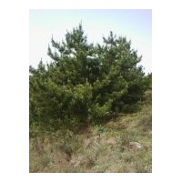 大量出售各種規(guī)格的油松，白皮松，茶條槭，蒙古櫟，黃刺玫，沙棘