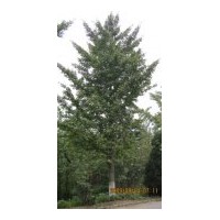 供應(yīng)銀杏實(shí)生樹，嫁接樹。2---80公分