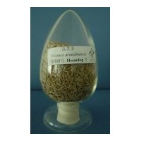 湖北高羊茅草種