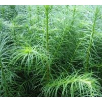 速生杉木苗供應(yīng)