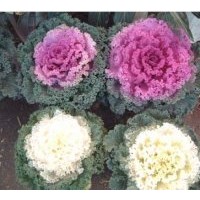 供應(yīng)羽衣甘藍(lán) 一串紅、萬壽菊、彩葉草、矮牽牛、孔雀草