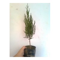 供應(yīng)蜀檜，側(cè)柏營(yíng)養(yǎng)缽苗