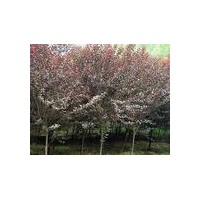 供應(yīng)紫葉李 紅葉李價格4-5公分