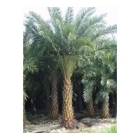 銀海棗供應(yīng)