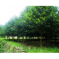 大葉冬青苦丁茶