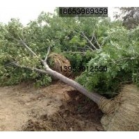 供應直徑5-12公分白蠟樹