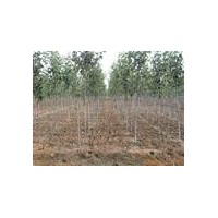 供應(yīng)垂柳、國(guó)槐、毛白楊、107速生楊、柳樹(shù)、速生法桐