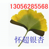 江蘇銀杏樹(shù)