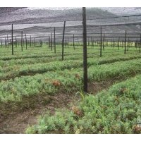 1年生苗南方紅豆杉