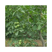 供應(yīng)【7公分核桃樹】【8公分核桃樹】【9公分核桃樹】