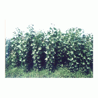 速生楊類：沙蘭楊，3016，荷蘭64，108，中綏12，哲林4，小美旱