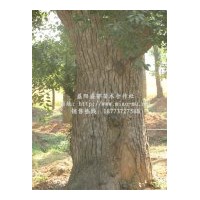 供應(yīng)30公分移栽香樟價(jià)格、40公分移栽香樟價(jià)格、50公分移栽香樟