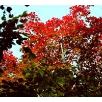 北國春天苗木2011秋冬苗木：紅皮云杉.青白扦.冷杉，紅豆杉，油松