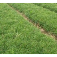 營(yíng)養(yǎng)杯側(cè)柏 1米側(cè)柏 1.5米側(cè)柏 2米側(cè)柏 50公分側(cè)柏 30公分側(cè)柏