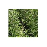 供應(yīng)蘋果苗 蘋果苗 紅富士蘋果苗