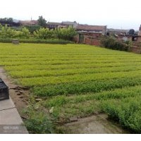 靠山鎮(zhèn)十佳苗圃老潘花木場(chǎng)：云杉 紅皮云杉 紫杉 冷杉 油松 平頂