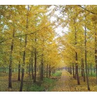 達(dá)豐銀杏最新秋冬季銀杏樹價格